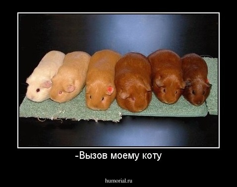 -Вызов моему коту
