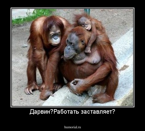 Дарвин?Работать заставляет?