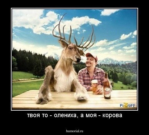 твоя то - олениха, а моя - корова