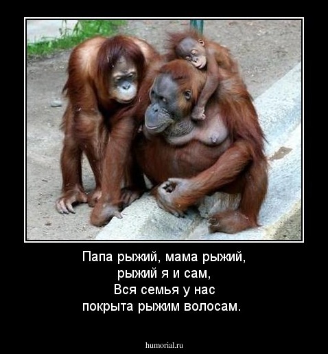 Папа рыжий, мама рыжий, рыжий я и сам,
Вся семья у нас покрыта рыжим волосам.