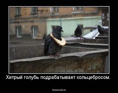 Хитрый голубь подрабатывает кольцебросом.