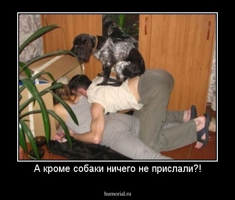 А кроме собаки ничего не прислали?!
