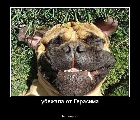 убежала от Герасима