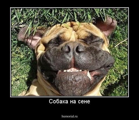 Собака на сене