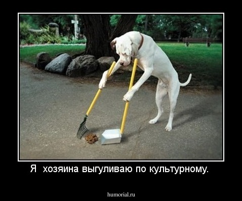 Я  хозяина выгуливаю по культурному. 
