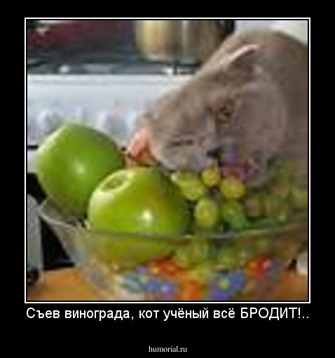 Съев винограда, кот учёный всё БРОДИТ!..