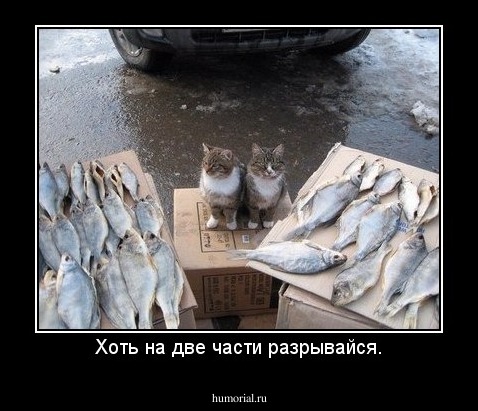 Хоть на две части разрывайся.