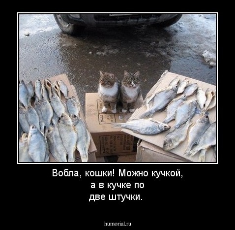 Вобла, кошки! Можно кучкой, а в кучке по две штучки.