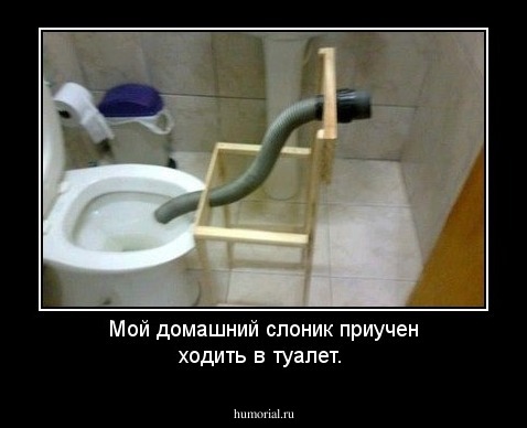 Мой домашний  слоник приучен ходить в туалет.