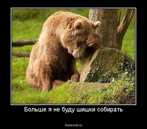 Больше я не буду шишки собирать