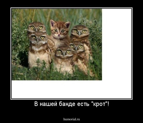 В нашей банде есть "крот"!