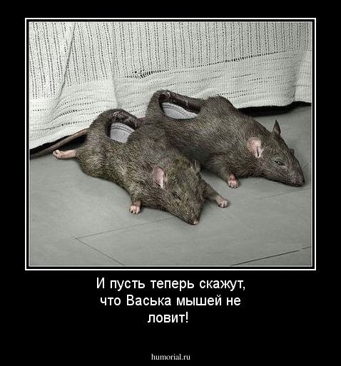 И пусть теперь скажут, что Васька мышей не ловит!