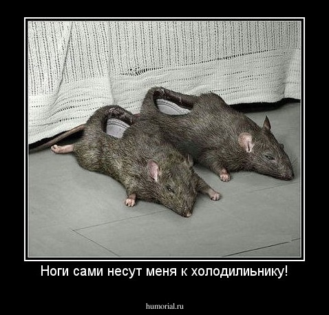 Ноги сами несут меня к холодилиьнику!