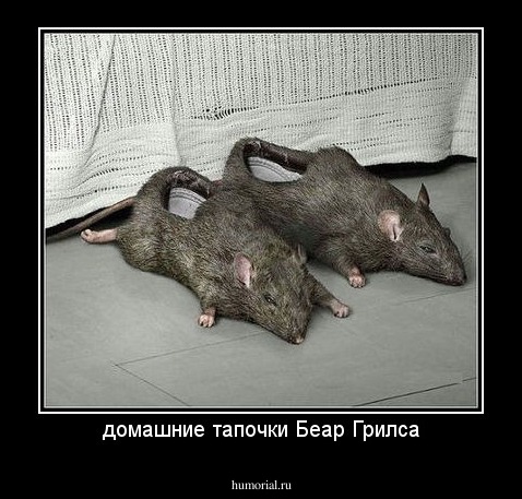 домашние тапочки Беар Грилса
