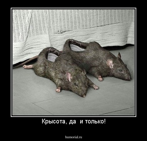 Крысота, да  и только!