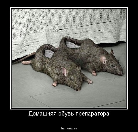 Домашняя обувь препаратора