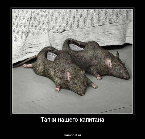 Тапки нашего капитана