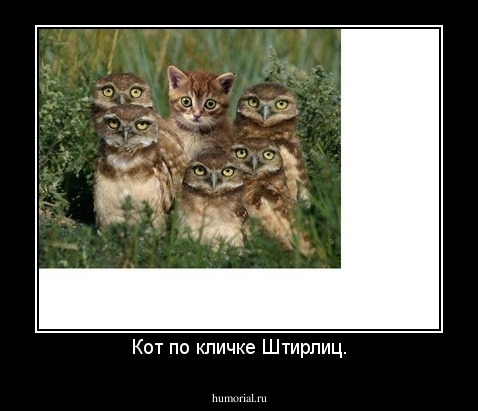 Кот по кличке Штирлиц.