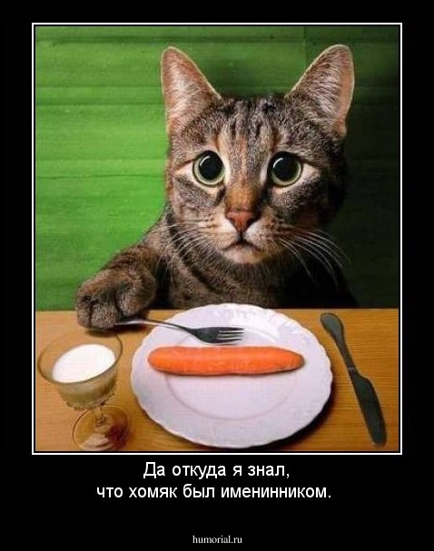Да откуда я знал, что хомяк был именинником. 