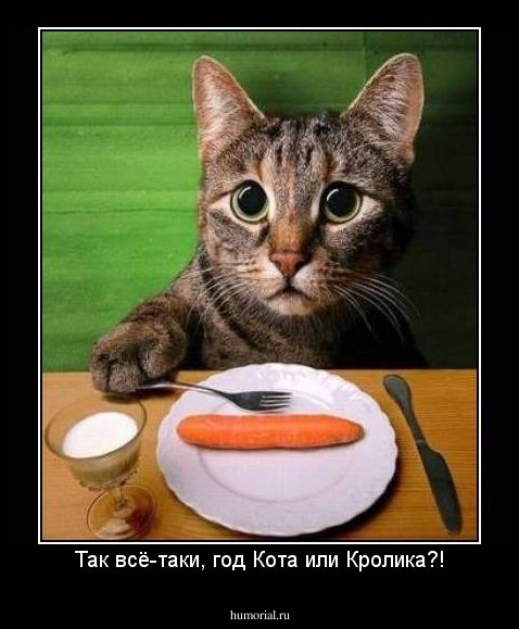 Так всё-таки, год Кота или Кролика?!
