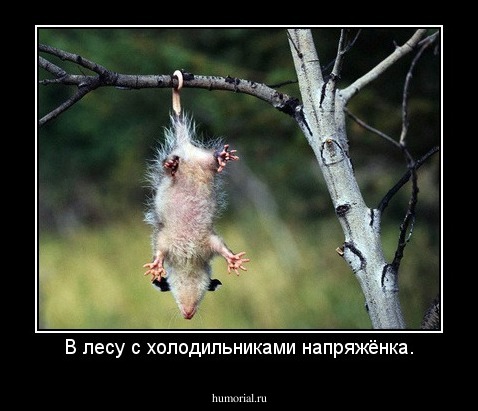 В лесу с холодильниками напряжёнка.