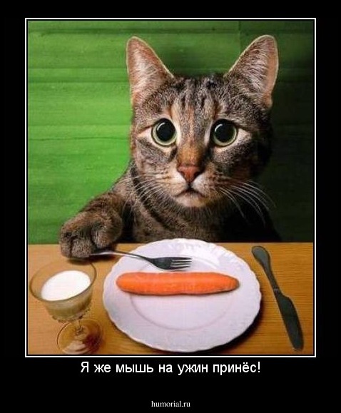 Я же мышь на ужин принёс!
