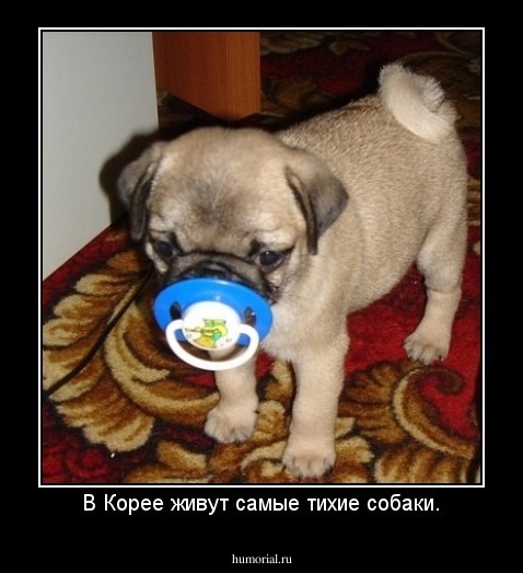В Корее живут самые тихие собаки.