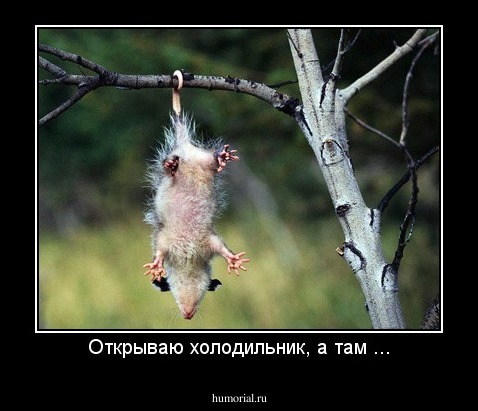 Открываю холодильник, а там ...