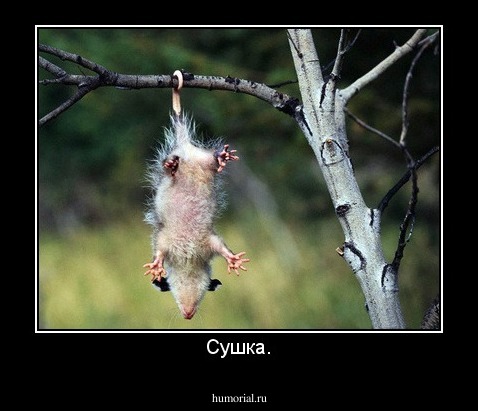 Сушка.