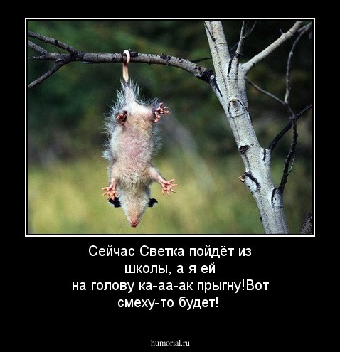 Сейчас Светка пойдёт из школы, а я ей на голову ка-аа-ак прыгну!Вот смеху-то будет!