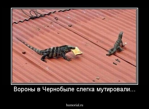 Вороны в Чернобыле слегка мутировали...