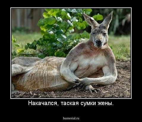 Накачался, таская сумки жены.