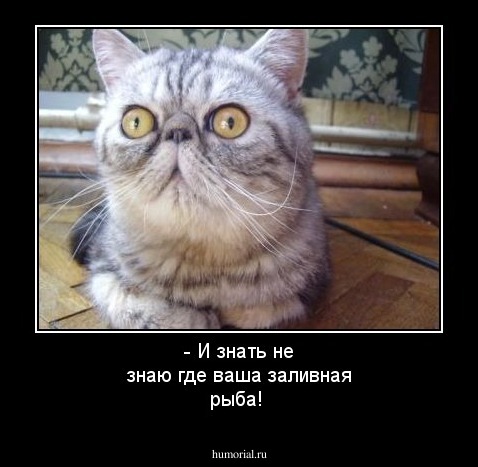 - И знать не знаю где ваша заливная рыба!