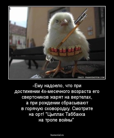 -Ему надоело, что при достижении 4х-месечного возраста его свертсников жарят на вертелах, а при рождении сбрасывают в горячую сковородку. Смотрите на орт! "Цыплак Таббакка на тропе войны"