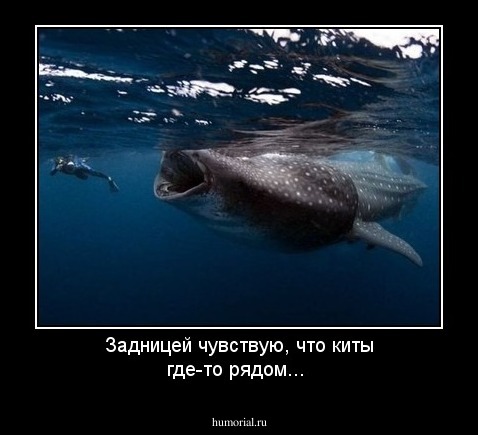 Задницей чувствую, что киты где-то рядом...