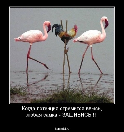Когда потенция стремится ввысь, любая самка - ЗАШИБИСЬ!!!