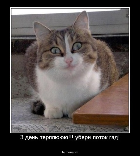 3 день терплююю!!! убери лоток гад!
