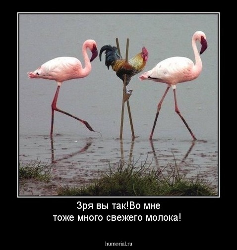 Зря вы так!Во мне тоже много свежего молока!