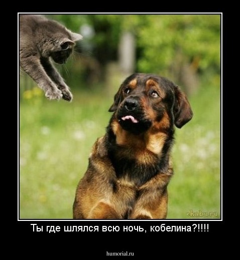 Ты где шлялся всю ночь, кобелина?!!!!