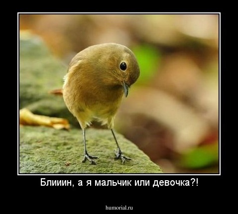 Блииин, а я мальчик или девочка?!