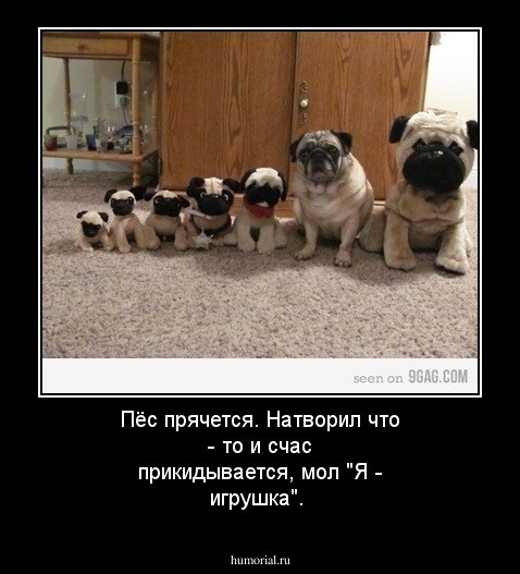 Пёс прячется. Натворил что - то и счас прикидывается, мол "Я - игрушка".