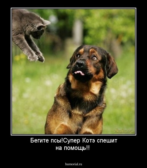 Бегите псы!Супер Котэ спешит на помощь!!
