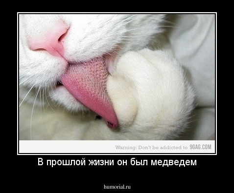 В прошлой жизни он был медведем