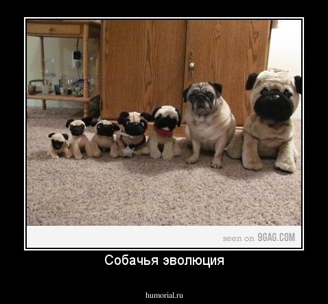 Собачья эволюция