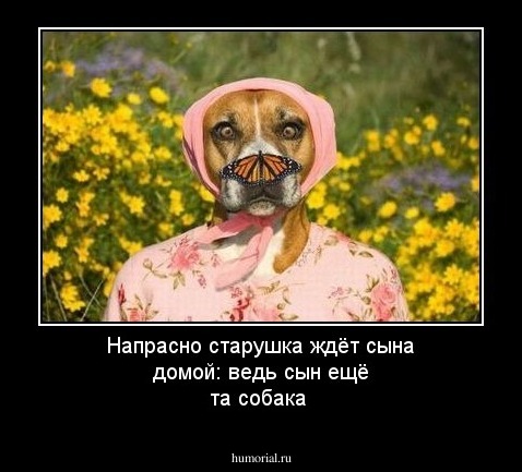 Напрасно старушка ждёт сына домой: ведь сын ещё та собака