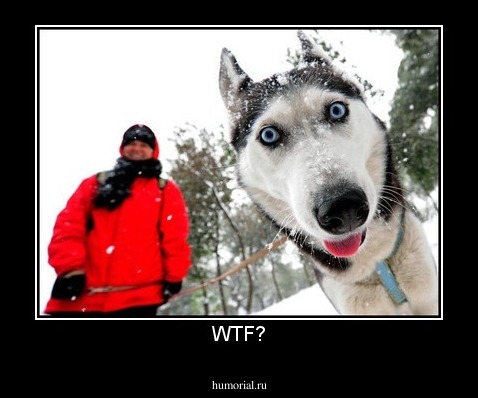 WTF?