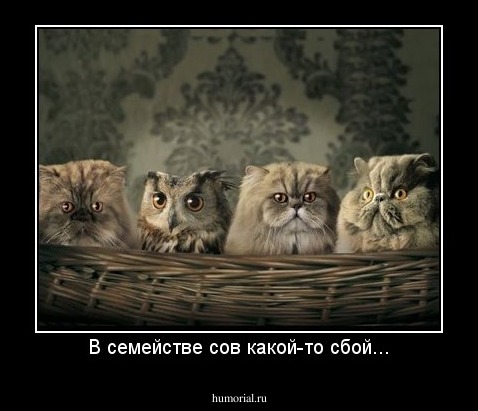 В семействе сов какой-то сбой...