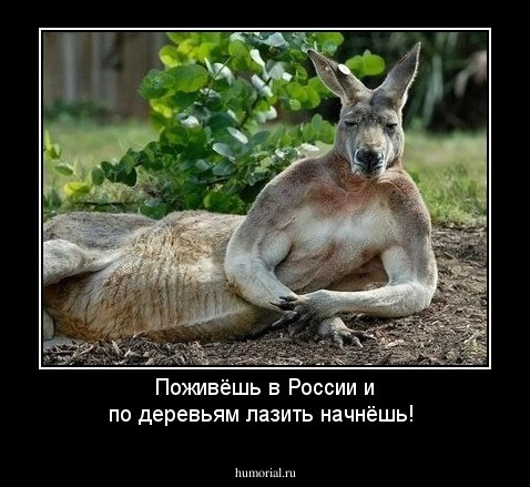 Поживёшь в России и по деревьям лазить начнёшь!