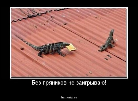 Без пряников не заигрываю!