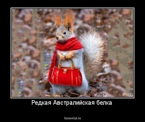 Редкая Австралийская белка 